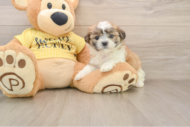 Smart Teddy Bear Designer Pup