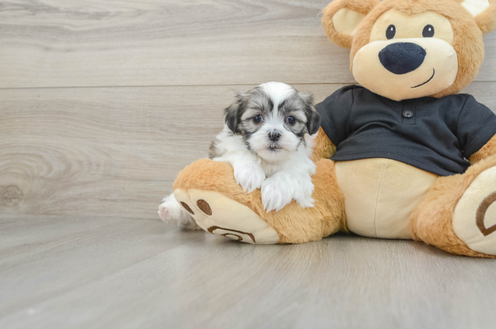 5 week old Teddy Bear Puppy For Sale - Windy City Pups