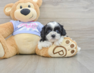 6 week old Teddy Bear Puppy For Sale - Windy City Pups