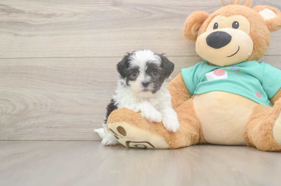 6 week old Teddy Bear Puppy For Sale - Windy City Pups