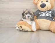 8 week old Teddy Bear Puppy For Sale - Windy City Pups