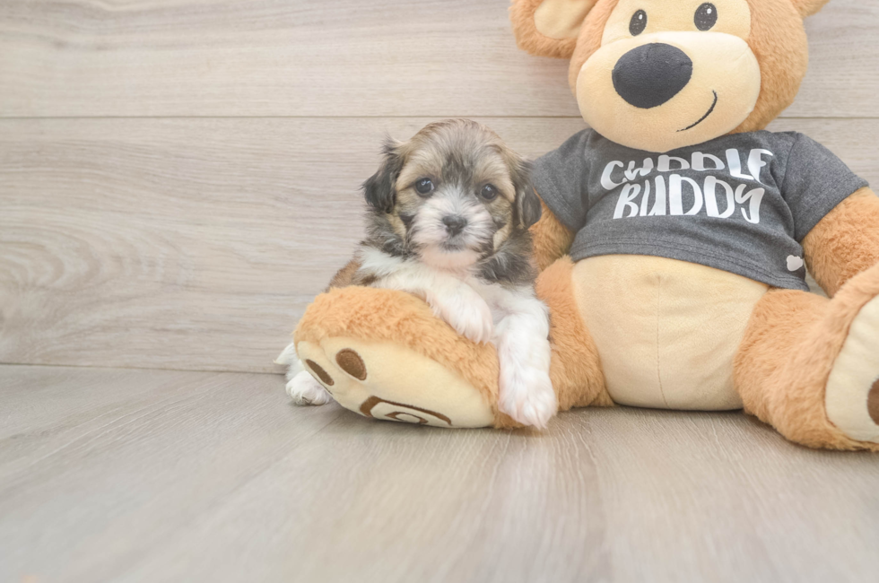 6 week old Teddy Bear Puppy For Sale - Windy City Pups