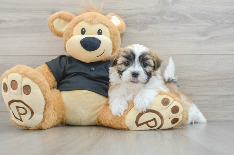 5 week old Teddy Bear Puppy For Sale - Windy City Pups