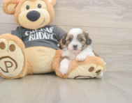 8 week old Teddy Bear Puppy For Sale - Windy City Pups