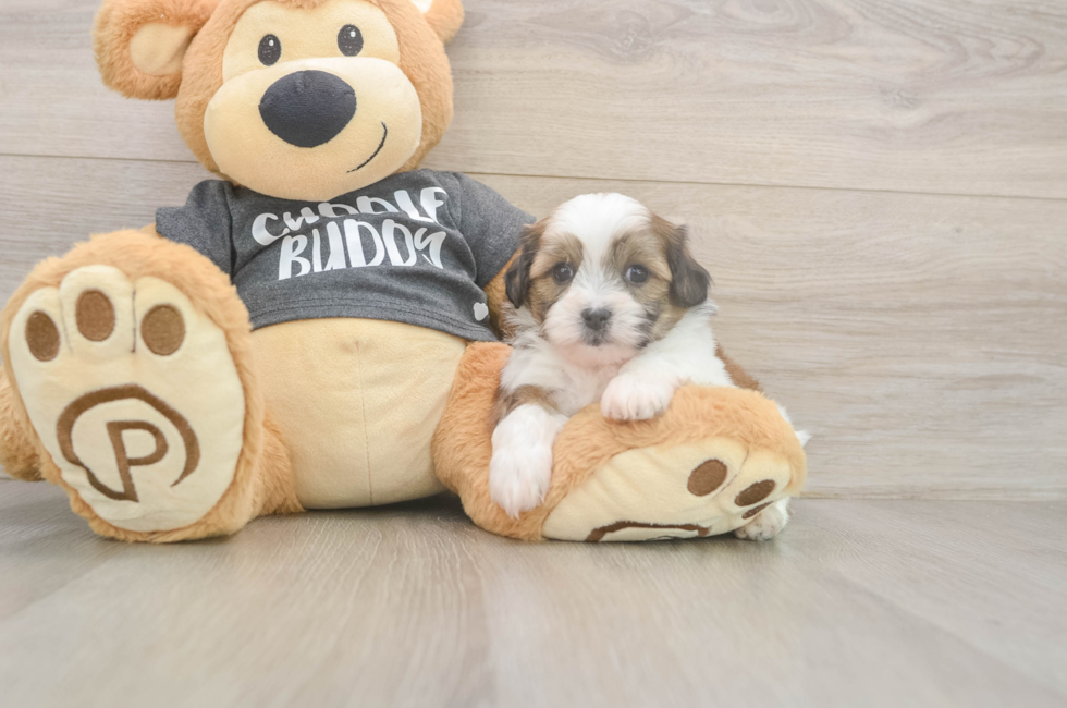 6 week old Teddy Bear Puppy For Sale - Windy City Pups