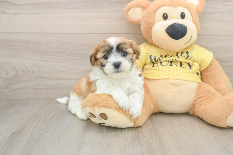 Teddy Bear Pup Being Cute
