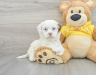 9 week old Teddy Bear Puppy For Sale - Windy City Pups