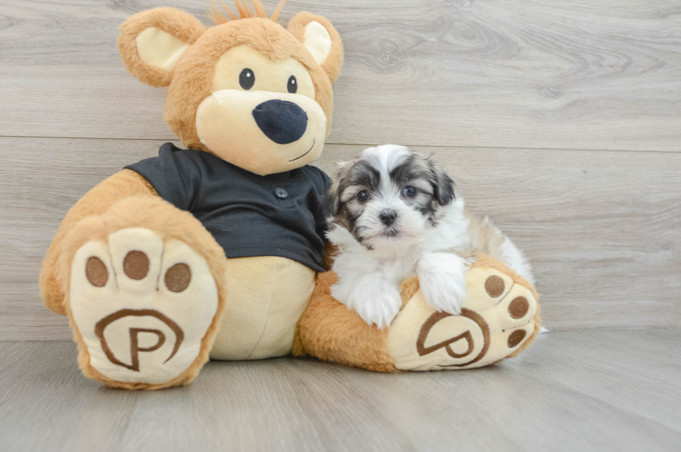 5 week old Teddy Bear Puppy For Sale - Windy City Pups