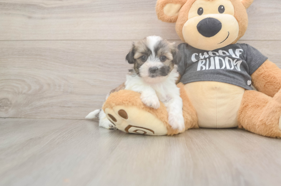 6 week old Teddy Bear Puppy For Sale - Windy City Pups