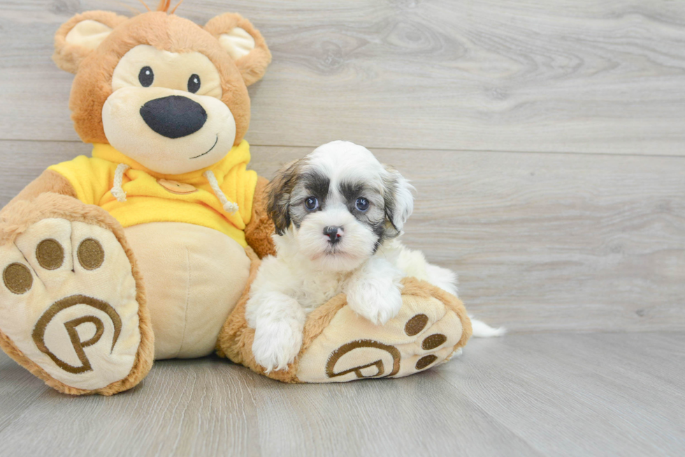 Teddy Bear Pup Being Cute