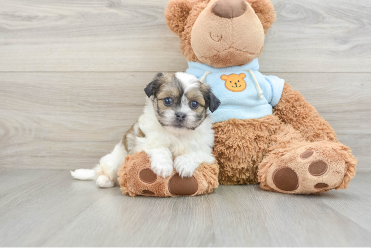 Adorable Shichon Designer Puppy