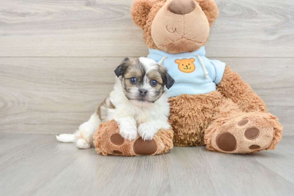 Adorable Shichon Designer Puppy