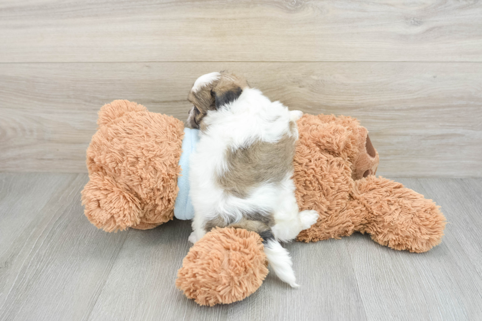 Best Teddy Bear Baby