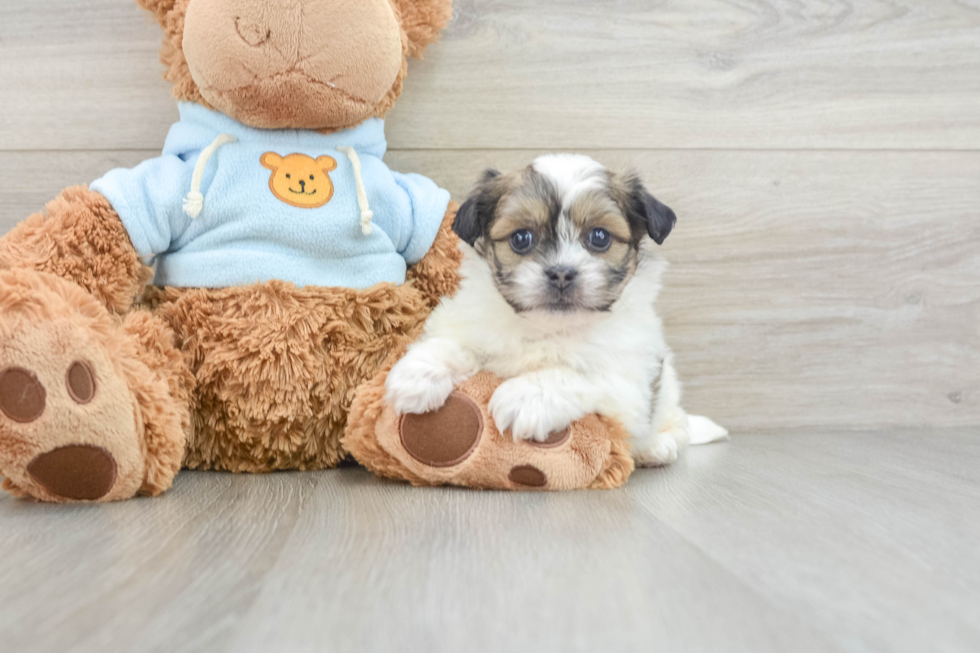 Friendly Teddy Bear Baby