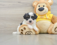 7 week old Teddy Bear Puppy For Sale - Windy City Pups