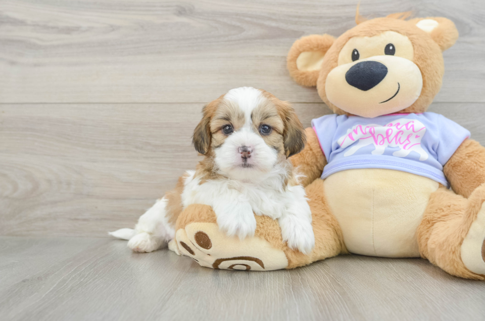 5 week old Teddy Bear Puppy For Sale - Windy City Pups