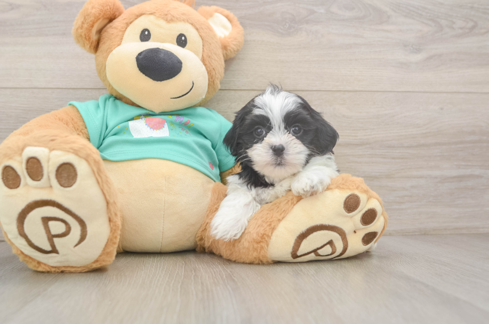 6 week old Teddy Bear Puppy For Sale - Windy City Pups