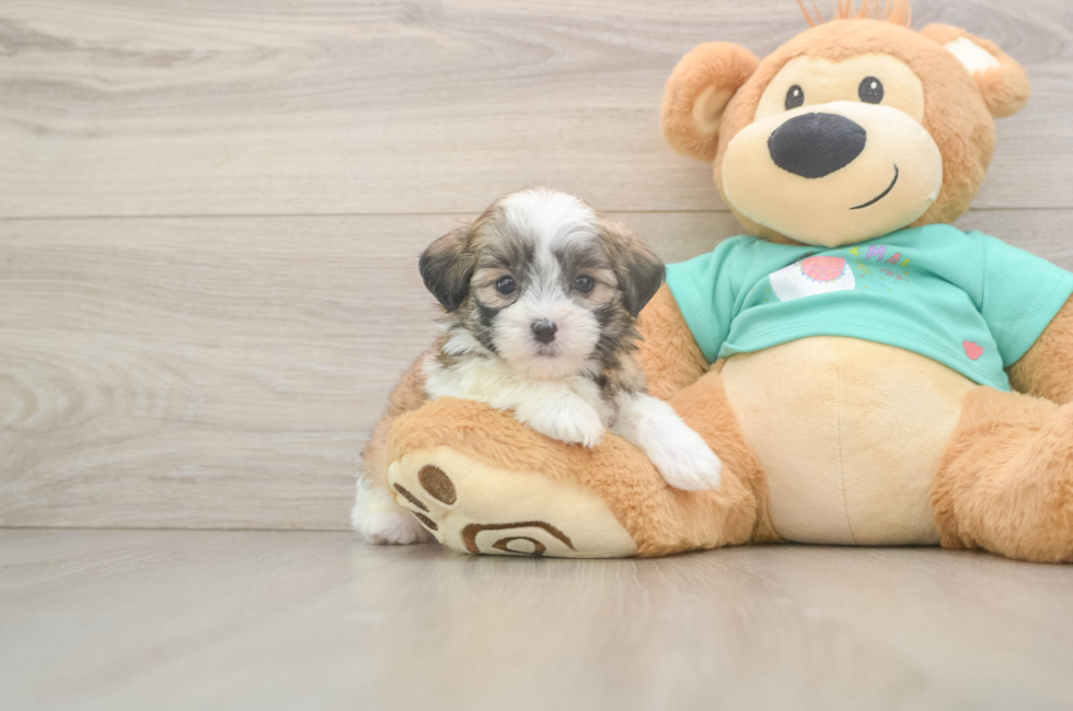 6 week old Teddy Bear Puppy For Sale - Windy City Pups