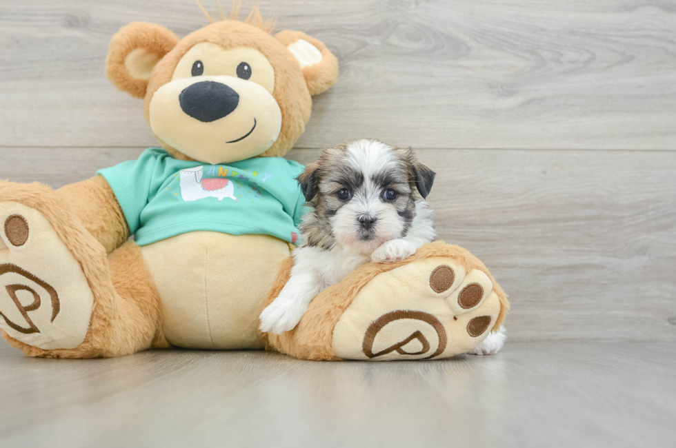 6 week old Teddy Bear Puppy For Sale - Windy City Pups