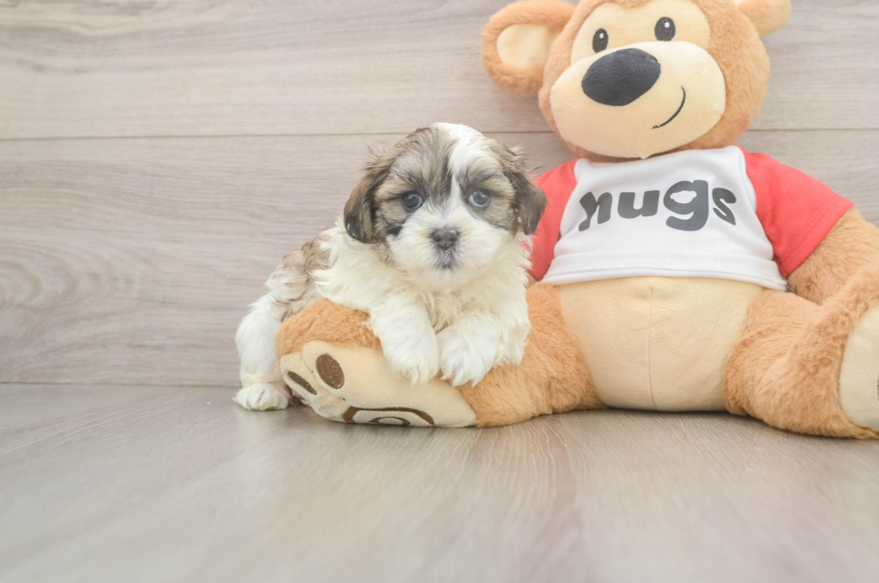 5 week old Teddy Bear Puppy For Sale - Windy City Pups