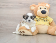 5 week old Teddy Bear Puppy For Sale - Windy City Pups