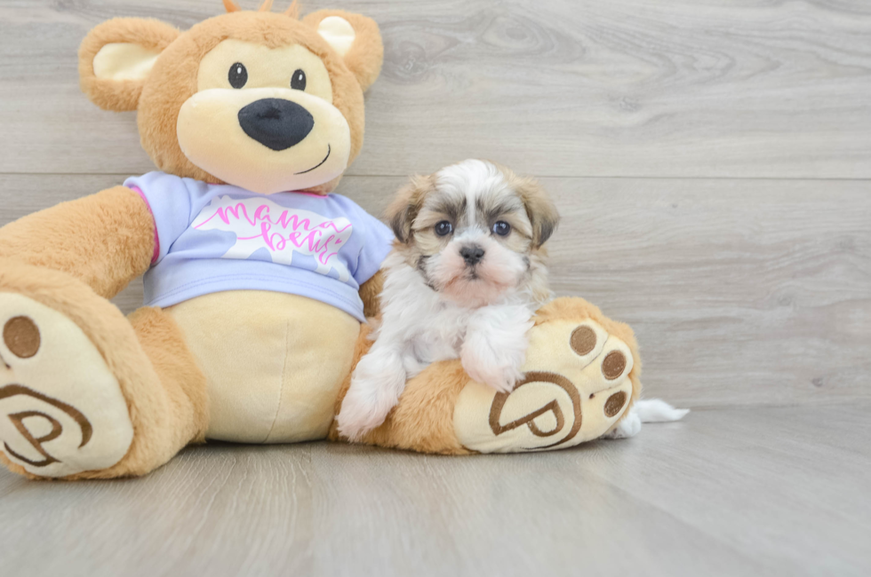 5 week old Teddy Bear Puppy For Sale - Windy City Pups