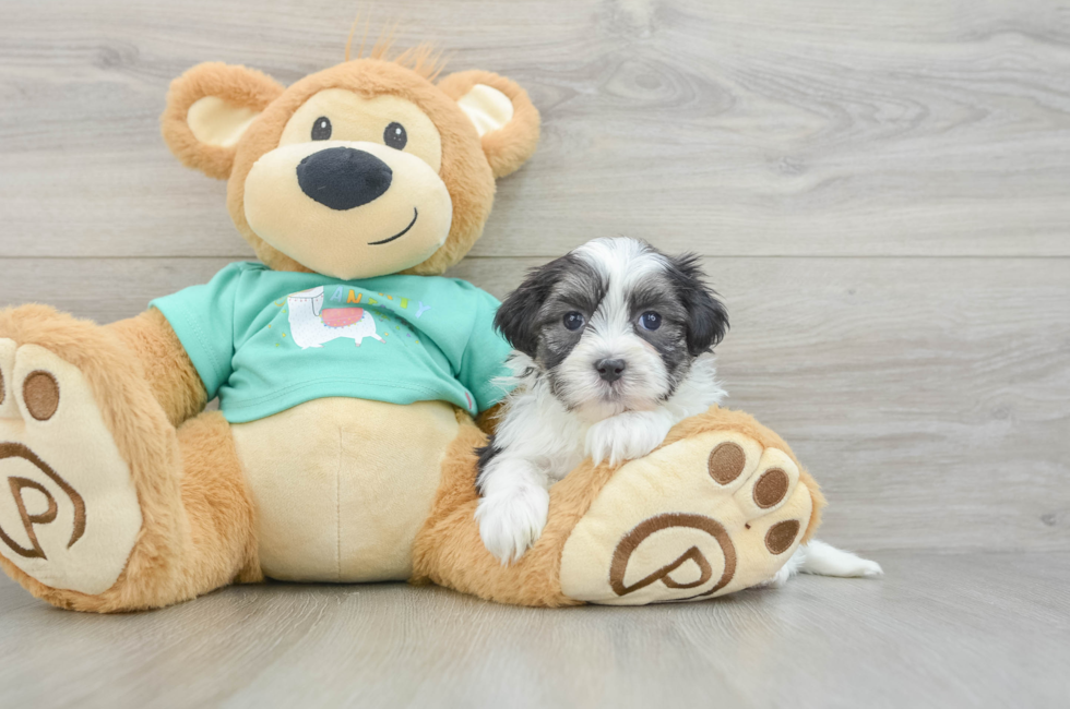 5 week old Teddy Bear Puppy For Sale - Windy City Pups