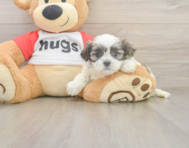 6 week old Teddy Bear Puppy For Sale - Windy City Pups