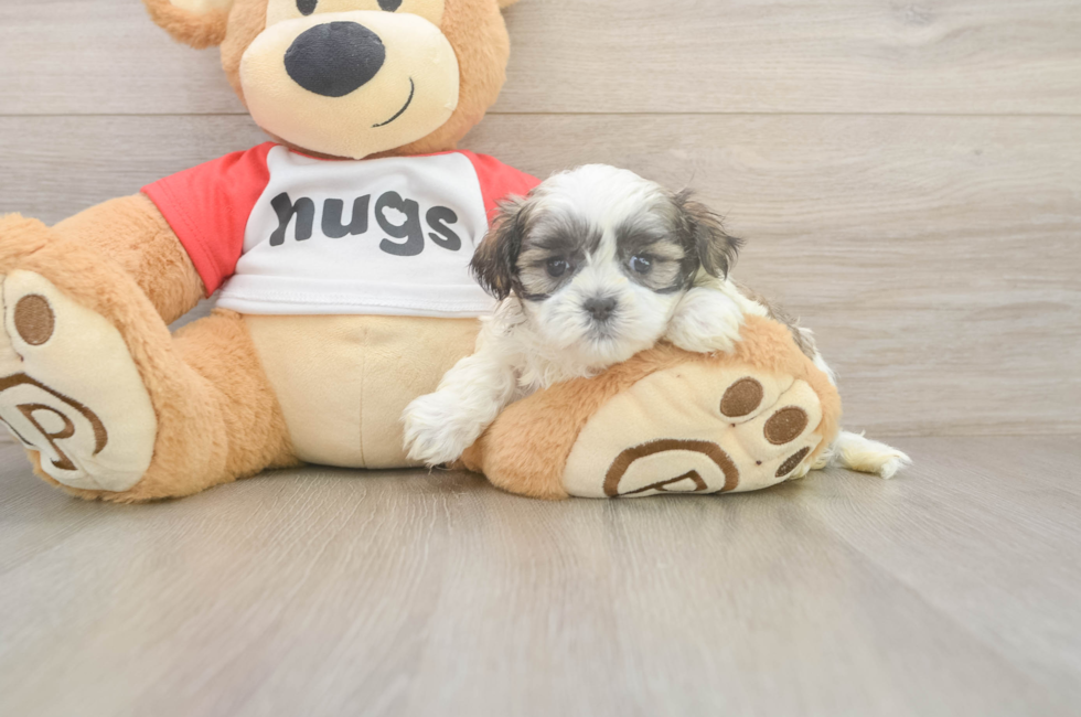 5 week old Teddy Bear Puppy For Sale - Windy City Pups