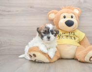 5 week old Teddy Bear Puppy For Sale - Windy City Pups