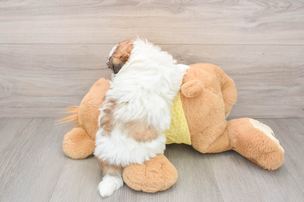 Cute Teddy Bear Baby