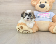 8 week old Teddy Bear Puppy For Sale - Windy City Pups