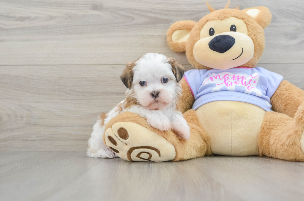 5 week old Teddy Bear Puppy For Sale - Windy City Pups