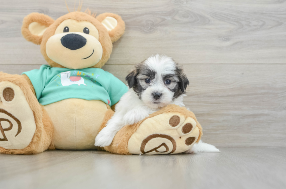5 week old Teddy Bear Puppy For Sale - Windy City Pups