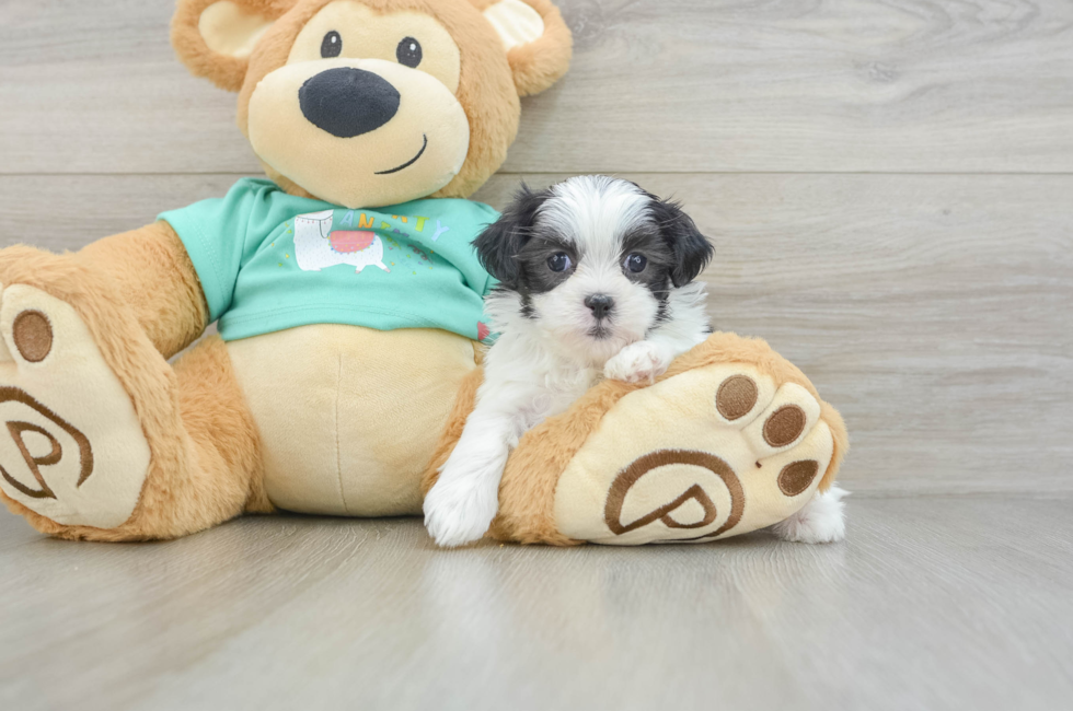 5 week old Teddy Bear Puppy For Sale - Windy City Pups