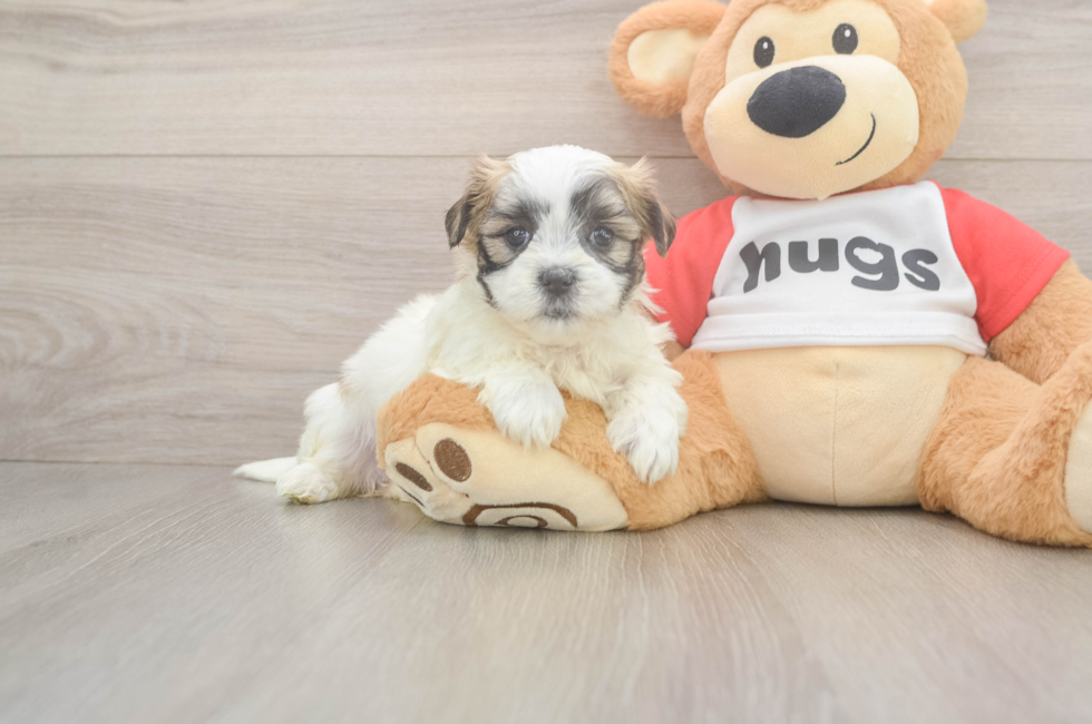 5 week old Teddy Bear Puppy For Sale - Windy City Pups