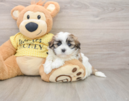 5 week old Teddy Bear Puppy For Sale - Windy City Pups