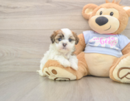 9 week old Teddy Bear Puppy For Sale - Windy City Pups