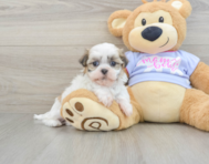 9 week old Teddy Bear Puppy For Sale - Windy City Pups