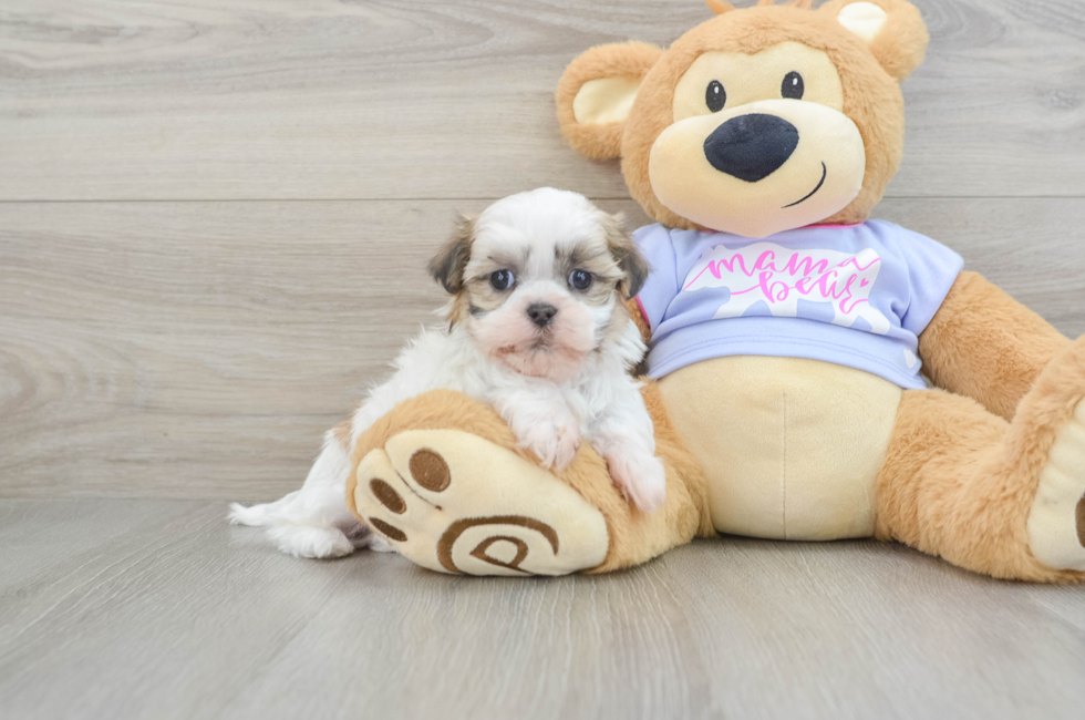 5 week old Teddy Bear Puppy For Sale - Windy City Pups