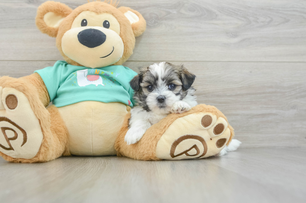 5 week old Teddy Bear Puppy For Sale - Windy City Pups