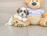 8 week old Teddy Bear Puppy For Sale - Windy City Pups