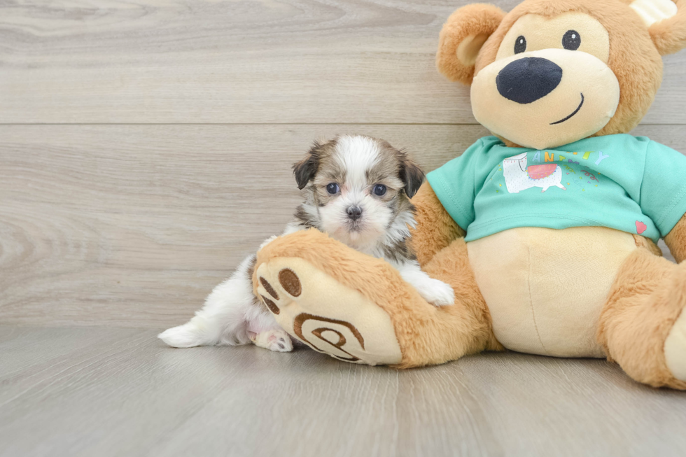 Fluffy Teddy Bear Designer Pup