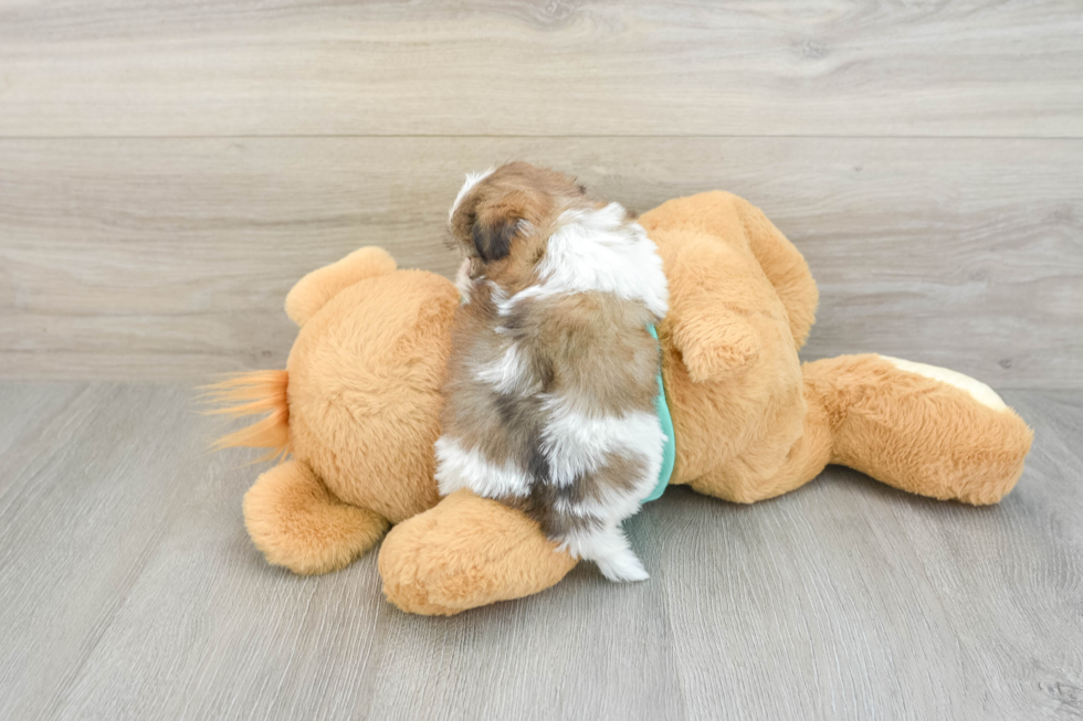 Teddy Bear Puppy for Adoption