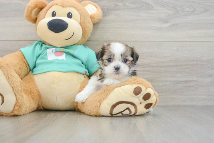 Friendly Teddy Bear Baby