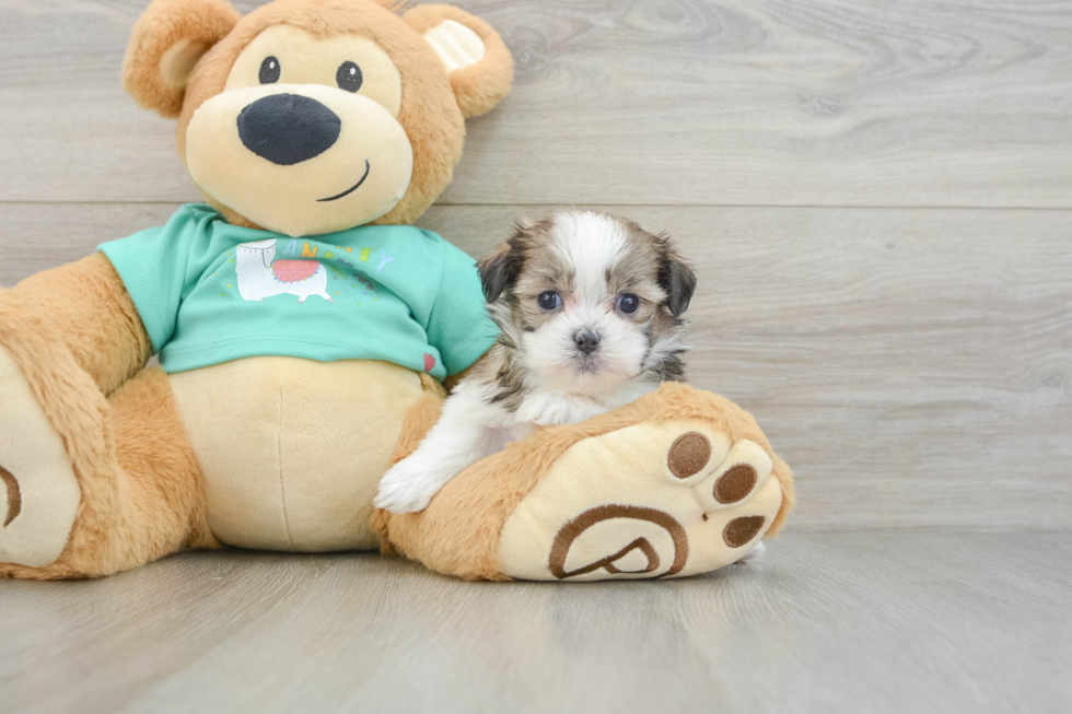 Friendly Teddy Bear Baby