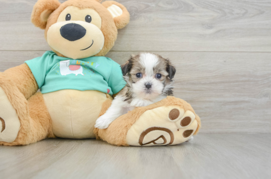 Friendly Teddy Bear Baby