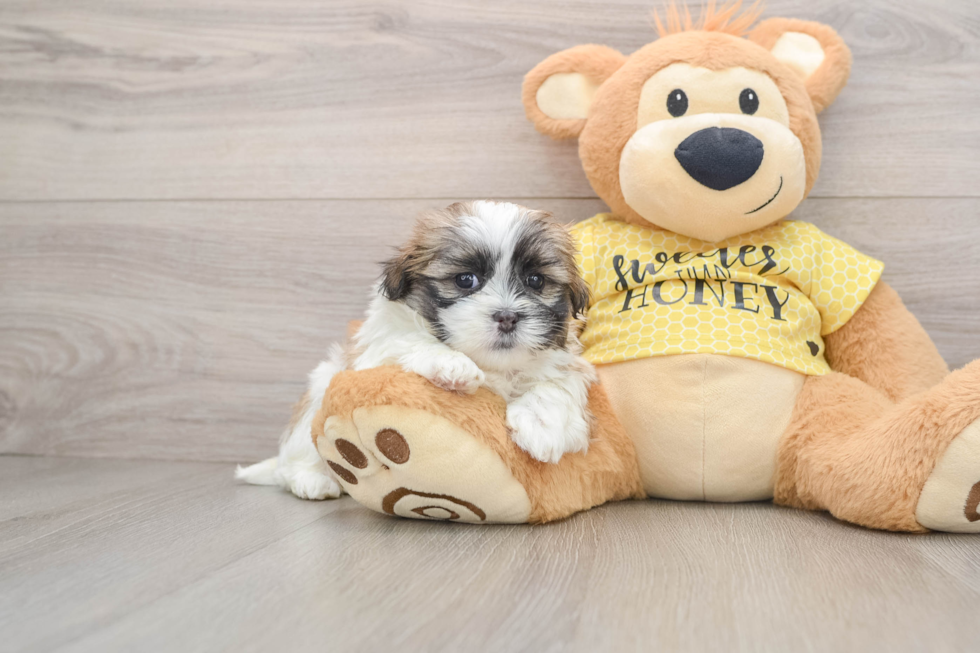 Teddy Bear Puppy for Adoption