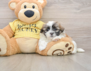 5 week old Teddy Bear Puppy For Sale - Windy City Pups