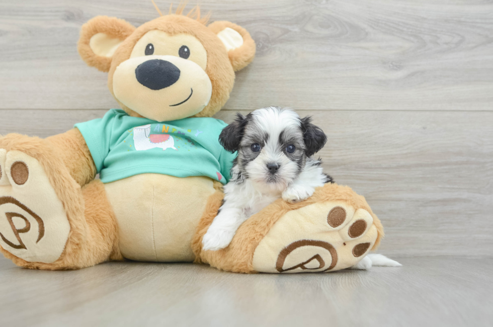 5 week old Teddy Bear Puppy For Sale - Windy City Pups